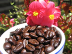 Light Roast Colombian Supremo