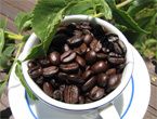 Colombian Water Process (WP) Decaffeinated
